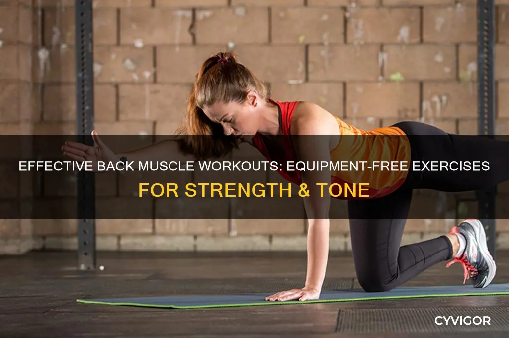 how to work back muscles without equipment