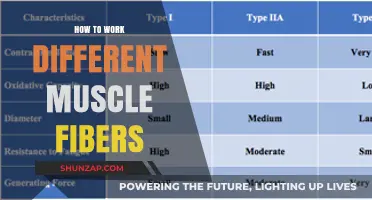 Maximize Muscle Growth: Targeting Slow-Twitch and Fast-Twitch Fibers Effectively