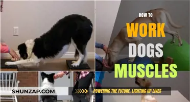 Effective Canine Muscle Building: Techniques to Strengthen Your Dog's Physique