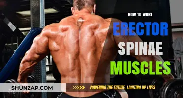 Effective Exercises to Strengthen Your Erector Spinae Muscles Easily