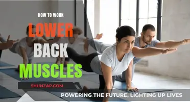 Effective Lower Back Muscle Workouts for Strength and Pain Relief