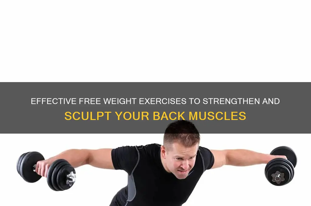 how to work on back muscles with free wiehtd