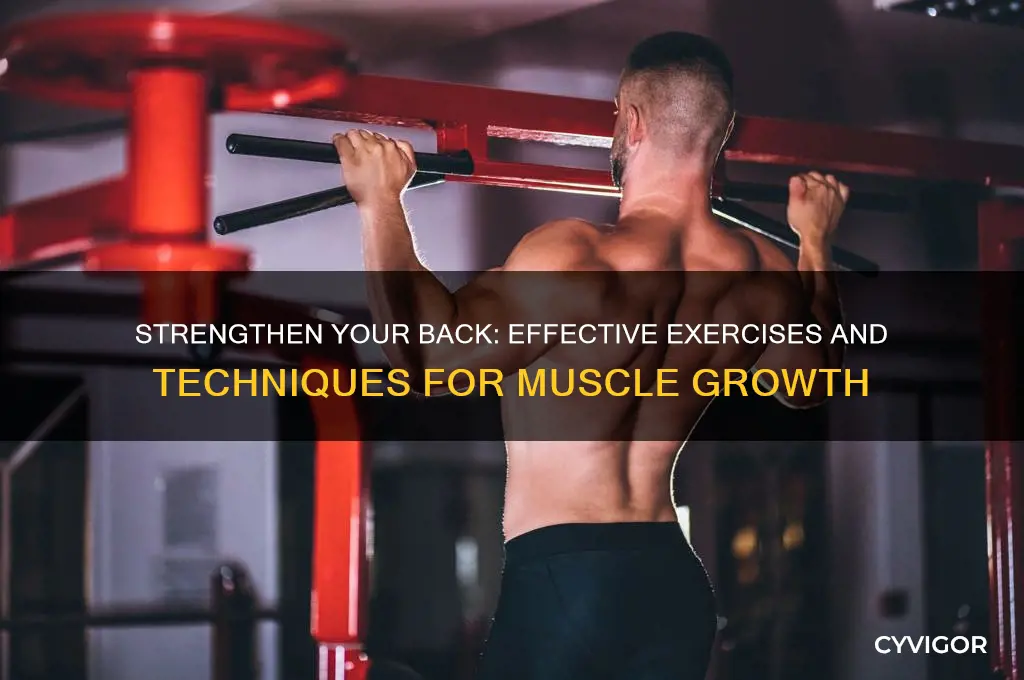 how to work on back muscles