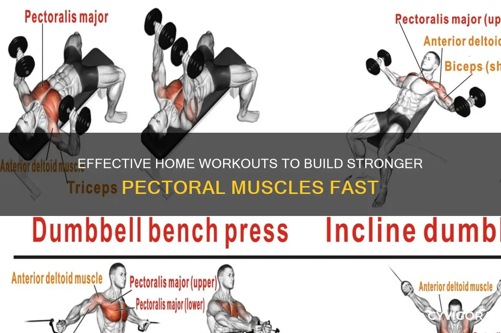 how to work on pectoral muscles at home
