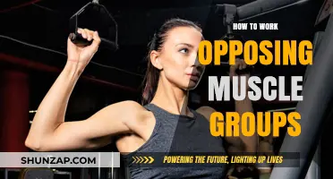 Balancing Strength: Effective Strategies for Training Opposing Muscle Groups
