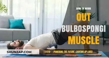 Strengthen Your Bulbospongiosus Muscle: Effective Exercises and Techniques