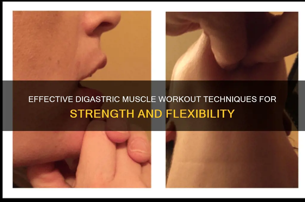 how to work out digastric muscle
