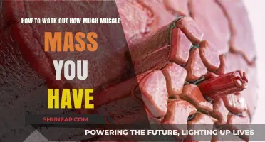 Calculate Your Muscle Mass: A Step-by-Step Guide to Accurate Measurement