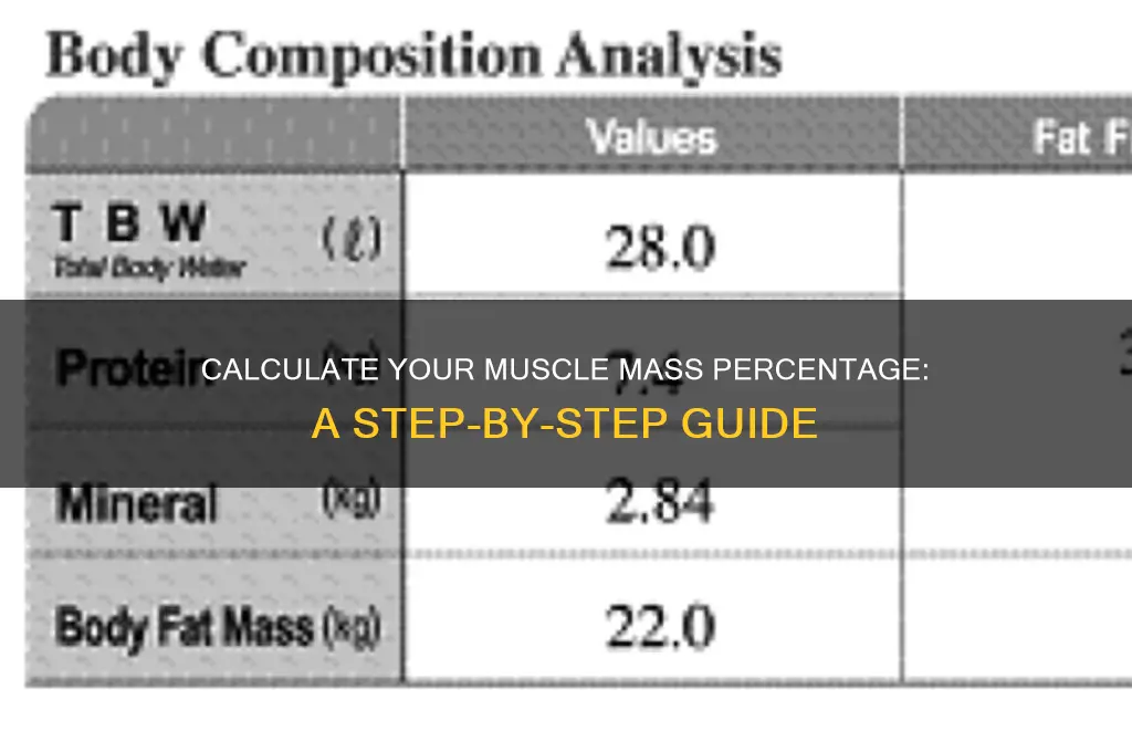how to work out muscle mass percentage