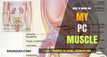 Master Your PC Muscle: Effective Exercises and Techniques to Strengthen It