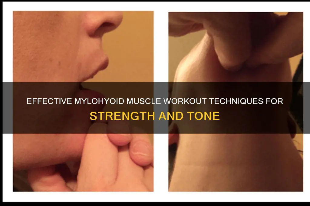 how to work out mylohyoid muscle