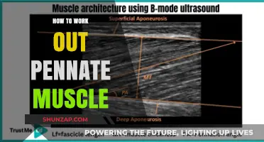 Effective Strategies for Training and Strengthening Pennate Muscles