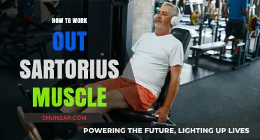 Effective Exercises to Strengthen and Tone Your Sartorius Muscle