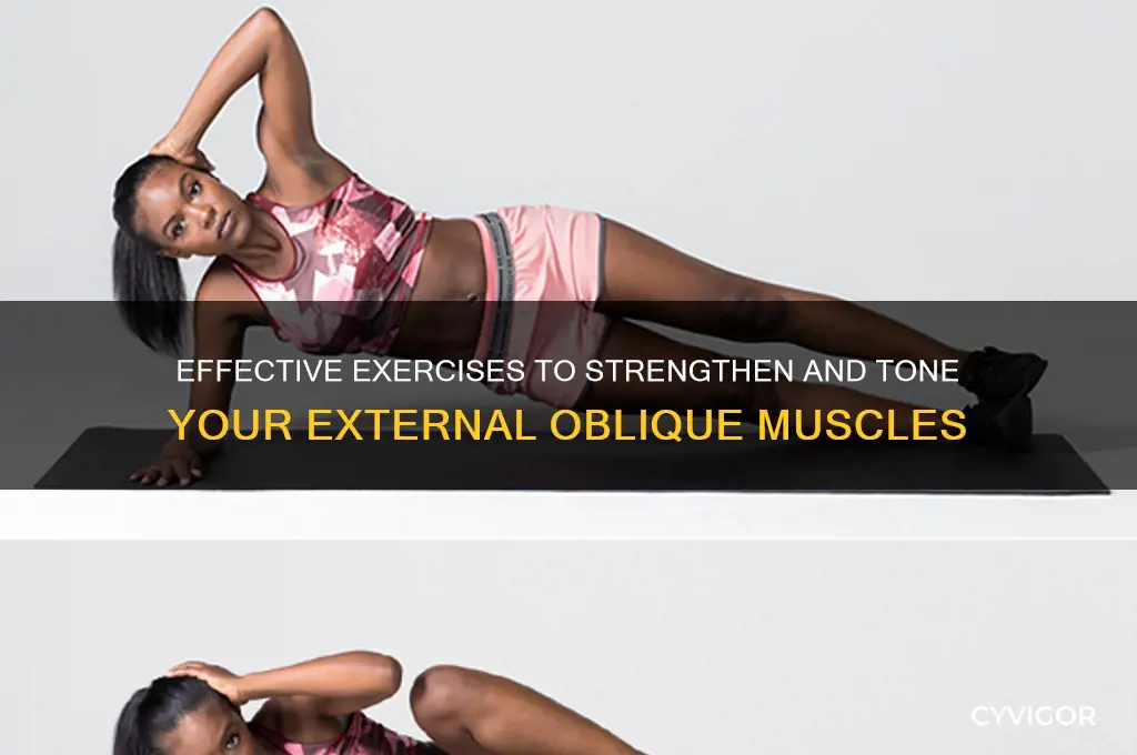 how to work out the external oblique muscle