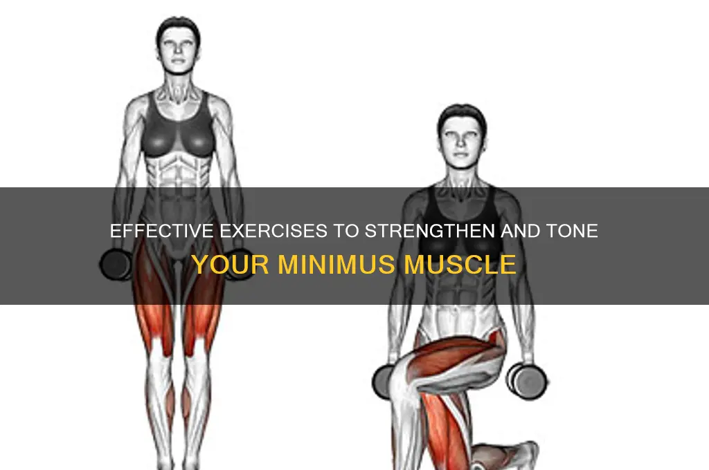 how to work out the minimus muscle