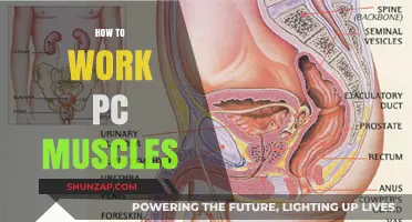 Mastering PC Muscle Exercises: A Comprehensive Guide to Strengthening Pelvic Floor