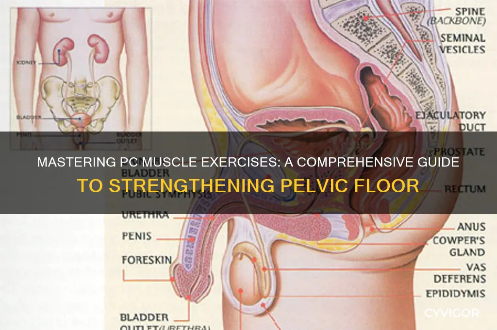 how to work pc muscles