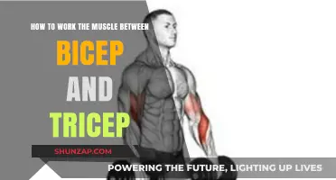 Sculpting the Brachialis: Targeting the Muscle Between Biceps and Triceps