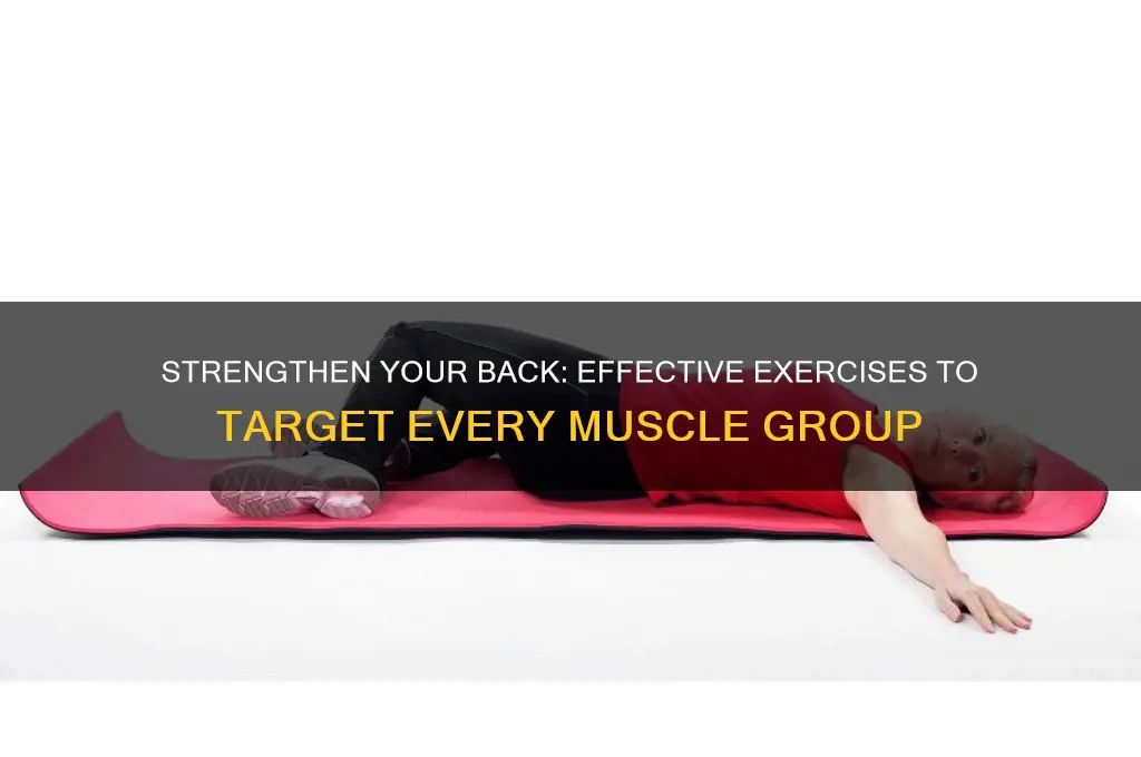 how to work the muscles of the back
