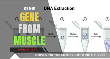 Extracting Genetic Material from Muscle Tissue: A Step-by-Step Guide