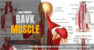 Drawing Back Muscles: Techniques for a Defined Physique