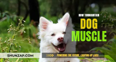 Maintaining Dog Muscle: Tips for Optimum Canine Fitness