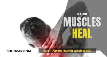 Torn Muscle Recovery: Understanding the Healing Process