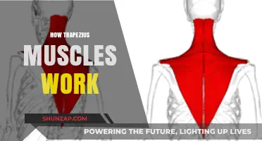 Understanding the Trapezius: Functions, Movements, and Essential Roles