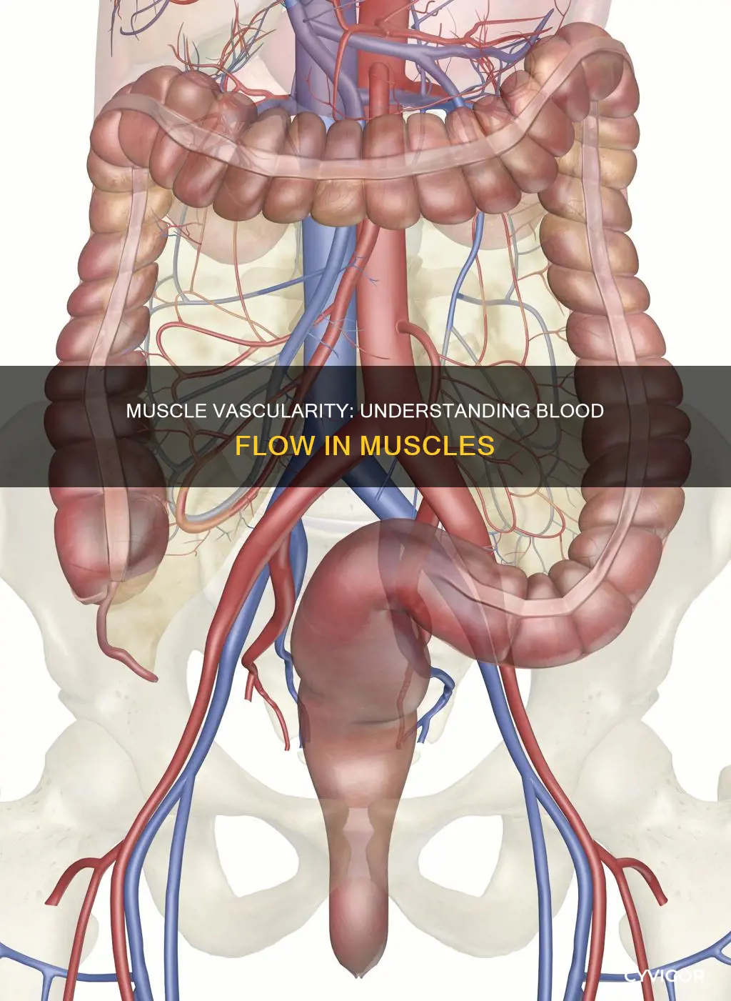 how vascular is muscle