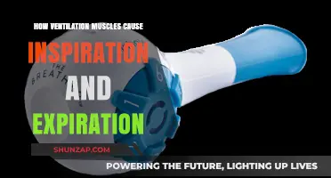 Ventilation Muscles: Inhalation and Exhalation Explained