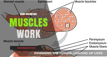 Understanding Voluntary Muscles: Mechanics, Control, and Everyday Functionality Explained
