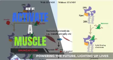 Activating Muscles: The Science of Movement and Strength