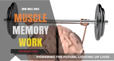 Muscle Memory: Unlocking the Science Behind Skill Retention and Recall