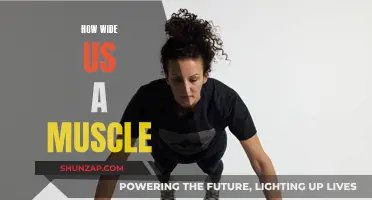 Muscle Anatomy: Understanding the Width of Muscles