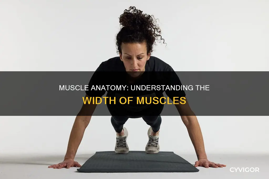 how wide us a muscle