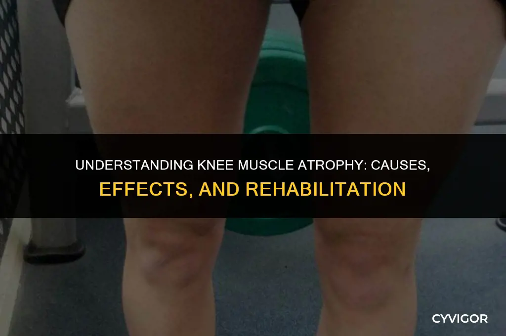 how will the knee muscles be affected by atrophy