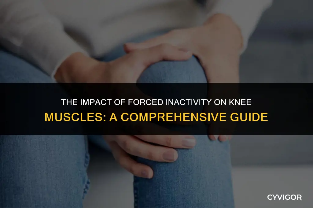 how will the knee muscles be affected by forced inactivity