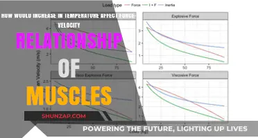 Exploring the Impact of Temperature on Muscle Force-Velocity Dynamics