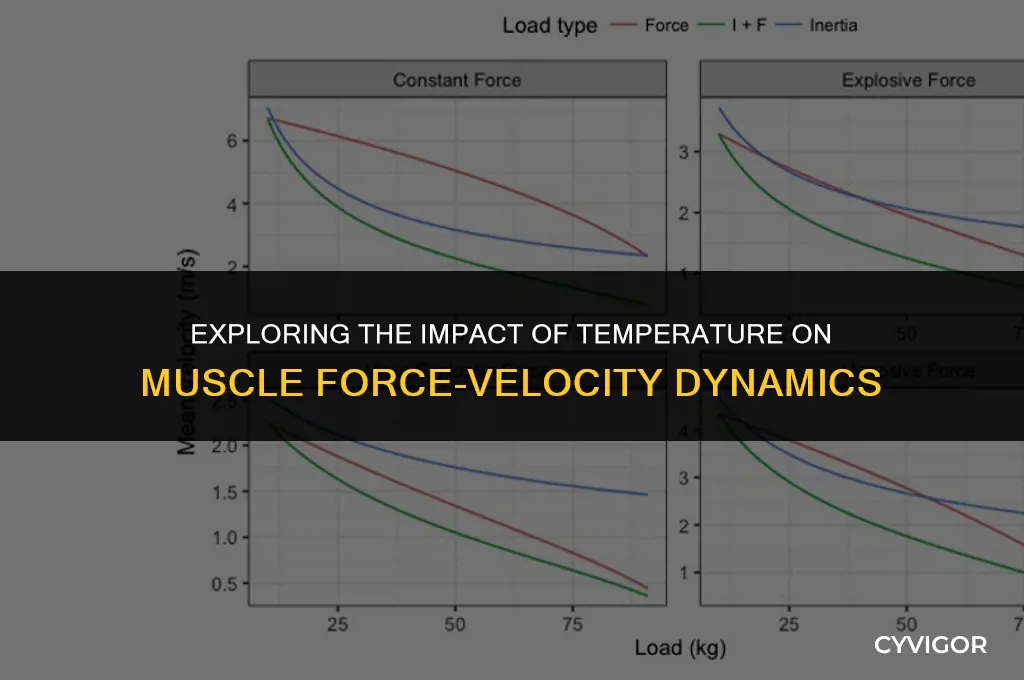 how would increase in temperature affect force-velocity relationship of muscles