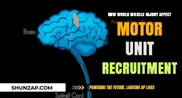 Impact of Muscle Injury on Motor Unit Recruitment: A Comprehensive Guide
