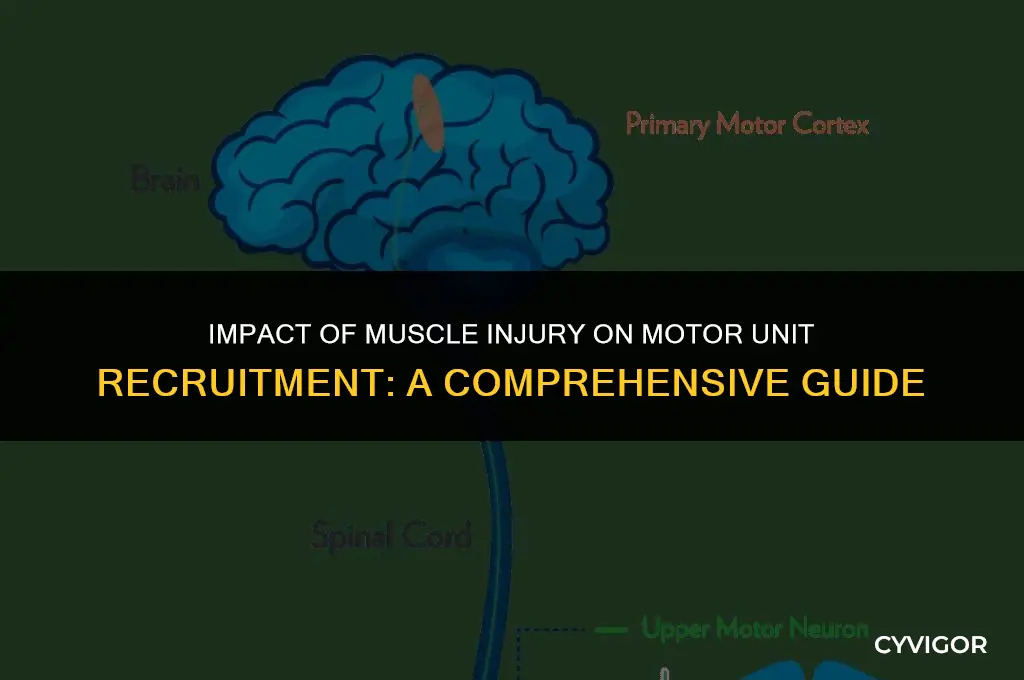 how would muscle injury affect motor unit recruitment