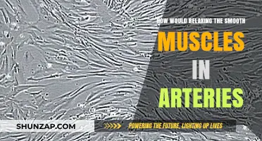 Relaxing Arterial Smooth Muscles: Unlocking Improved Blood Flow and Health Benefits