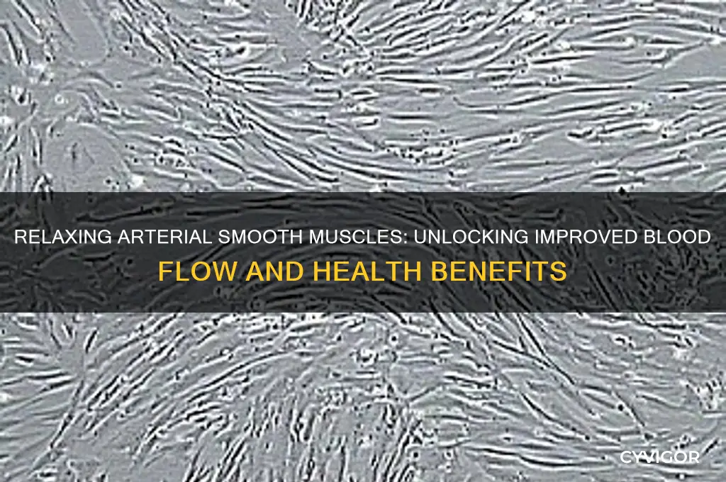 how would relaxing the smooth muscles in arteries