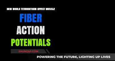 Tetrodotoxin's Impact on Muscle Fiber Action Potentials Explained