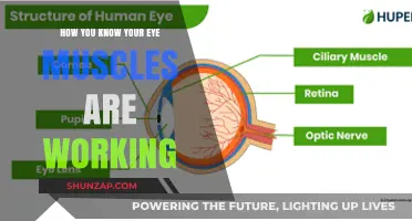 Signs Your Eye Muscles Are Functioning Properly: A Quick Guide