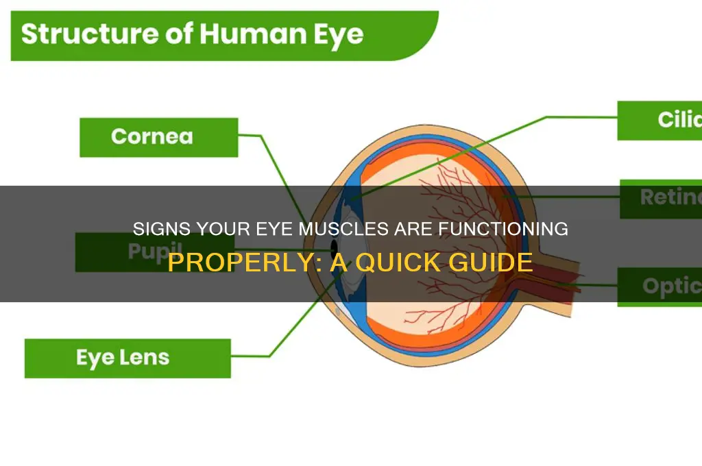 how you know your eye muscles are working