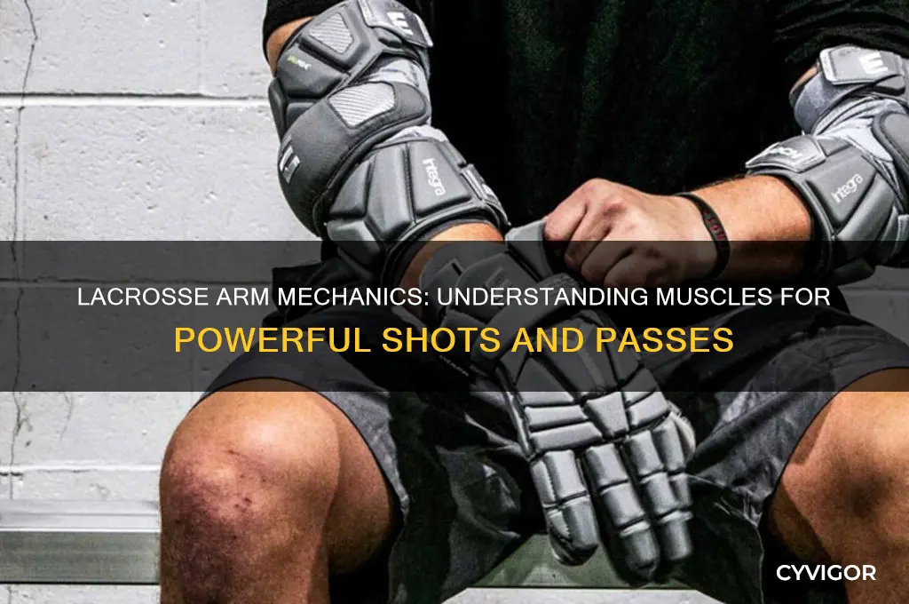how your arm muscles work in lacrosse