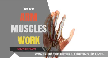 Understanding Arm Muscle Mechanics: How Your Biceps and Triceps Function