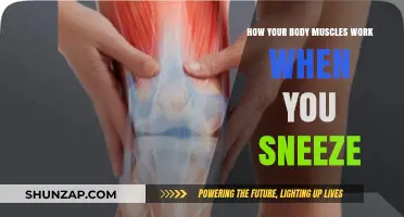 Sneezing Mechanics: How Muscles Collaborate for Explosive Nasal Release