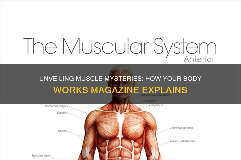 how your body works magazine muscles